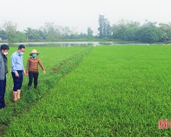 Bệnh đạo ôn đã phát sinh gây hại trên cây lúa tại nhiều địa phương ở Hà Tĩnh.