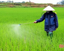 Sở NN&PTNT Hà Tĩnh chỉ cách phòng trừ bệnh đạo ôn hại lúa