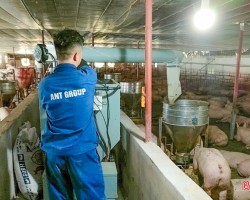 Giá lợn hơi thấp từ trong tết đến nay khiến nhiều hộ chăn nuôi găp khó khăn.