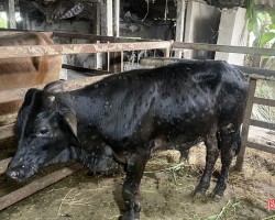 Dịch bệnh viêm da nổi cục trên trâu, bò đã xuất hiện ở 5 xã, phường thuộc 3 huyện, thị, thành của tỉnh.