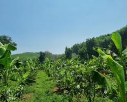 Giải pháp chăm sóc và bảo vệ cây trồng mùa nắng nóng