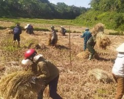 Chi hội Yên Du, xã Đức Lĩnh giúp hội viên có hoàn cảnh khó khăn thu hoạch lúa
