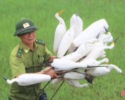 Thạch Hà thu giữ 2.665 chim mồi giả