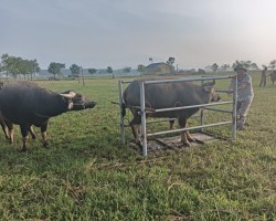Hội Nông dân xã Thiên Lộc phối hợp tiêm phòng cho đàn gia súc đợt 2 năm 2023