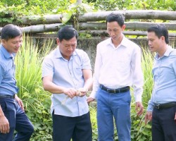 Hiệu quả mô hình nuôi ếch của anh Trần Quốc Trường thôn Thượng Tiến, xã Hòa Lạc, huyện Đức Thọ