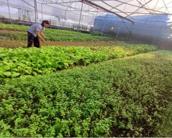 (Hình ảnh: Chị Trương Thị Lan đang thu hoạch rau các loại)