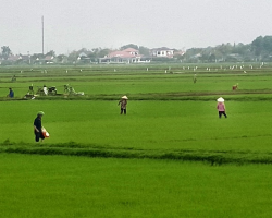 Hội viên nông dân xã Nam Phúc Thăng tập trung chăm sóc, dặm tỉa lúa vụ xuân năm 2024