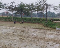 Hội viên và nông dân xã Hoà Lạc tích cực ra đồng khép kín diện tích lúa vụ xuân 2024
