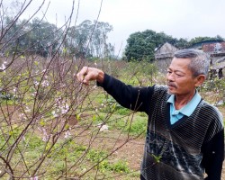 Triển vọng mô hình trồng hoa đào tại xã Trường Sơn, huyện Đức Thọ