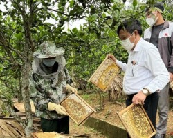 Đức Lĩnh xây dựng mô hình HTX Nuôi ong lấy mật