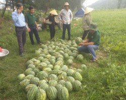 Mô hình sản xuất dưa theo hướng hữu cơ mang lại hiệu quả kinh tế cao ở Thịnh Lộc