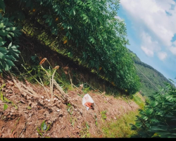 Hội viên nông dân làm giàu từ trồng sắn ở xã Xuân Viên