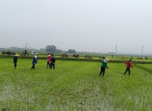 Hình ảnh các hội viên nông dân giúp đơn vị Hoa Thám tỉa dặm lúa