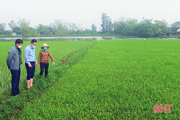 Bệnh đạo ôn đã phát sinh gây hại trên cây lúa tại nhiều địa phương ở Hà Tĩnh.
