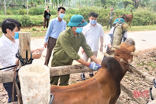 Ngày 22/3, 21 xã, thị trấn ở Hương Khê đồng loạt triển khai tiêm vắc-xin phòng bệnh viêm da nổi cục trên đàn trâu, bò