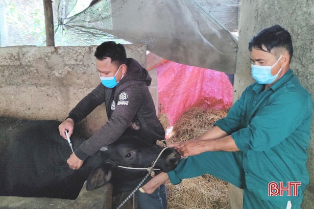 Cán bộ thú y tiêm vắc-xin phòng dịch bệnh cho đàn trâu, bò ở xã Hồng Lộc (9/3/2022)