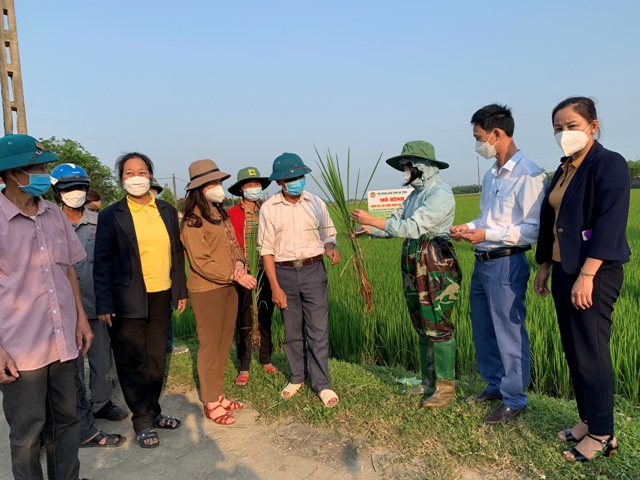 Hình ảnh kiểm tra đánh giá tại ruộng lúa áp dụng quy trình canh tác lúa thân thiện với môi trường tại xã Lâm Trung Thủy