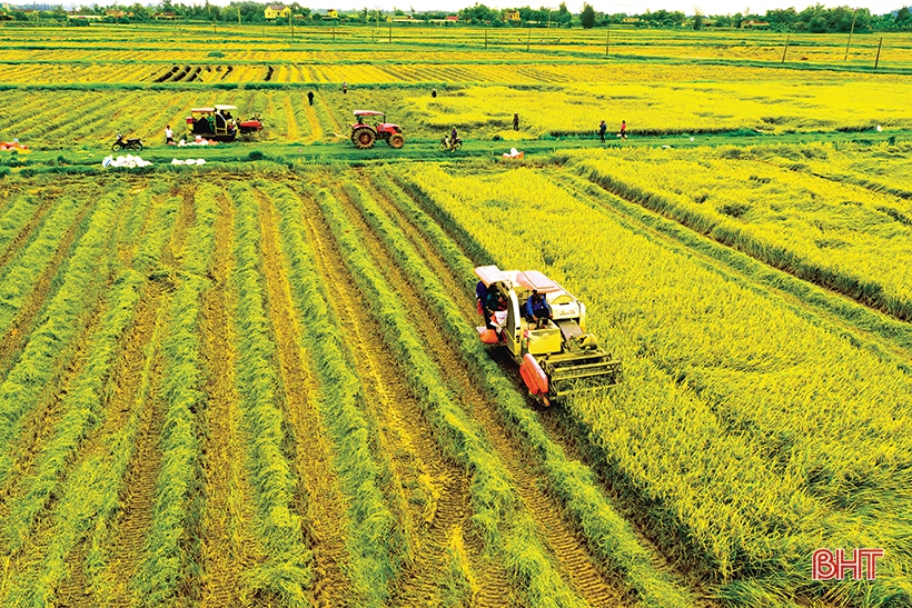 Sản xuất lúa gạo ở Hà Tĩnh không chỉ đảm bảo an ninh lương thực mà còn tiến sâu vào nền sản xuất hàng hóa.