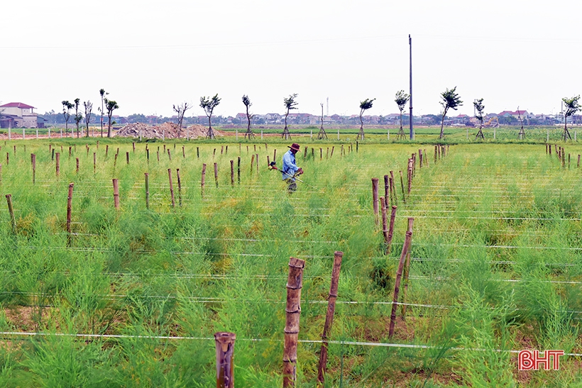 HTX Thanh niên Thành Sen thuê lại 5 ha đất sản xuất của người dân xã Đồng Môn và phá bỏ bờ thửa để tích tụ ruộng đất, sản xuất nông nghiệp.