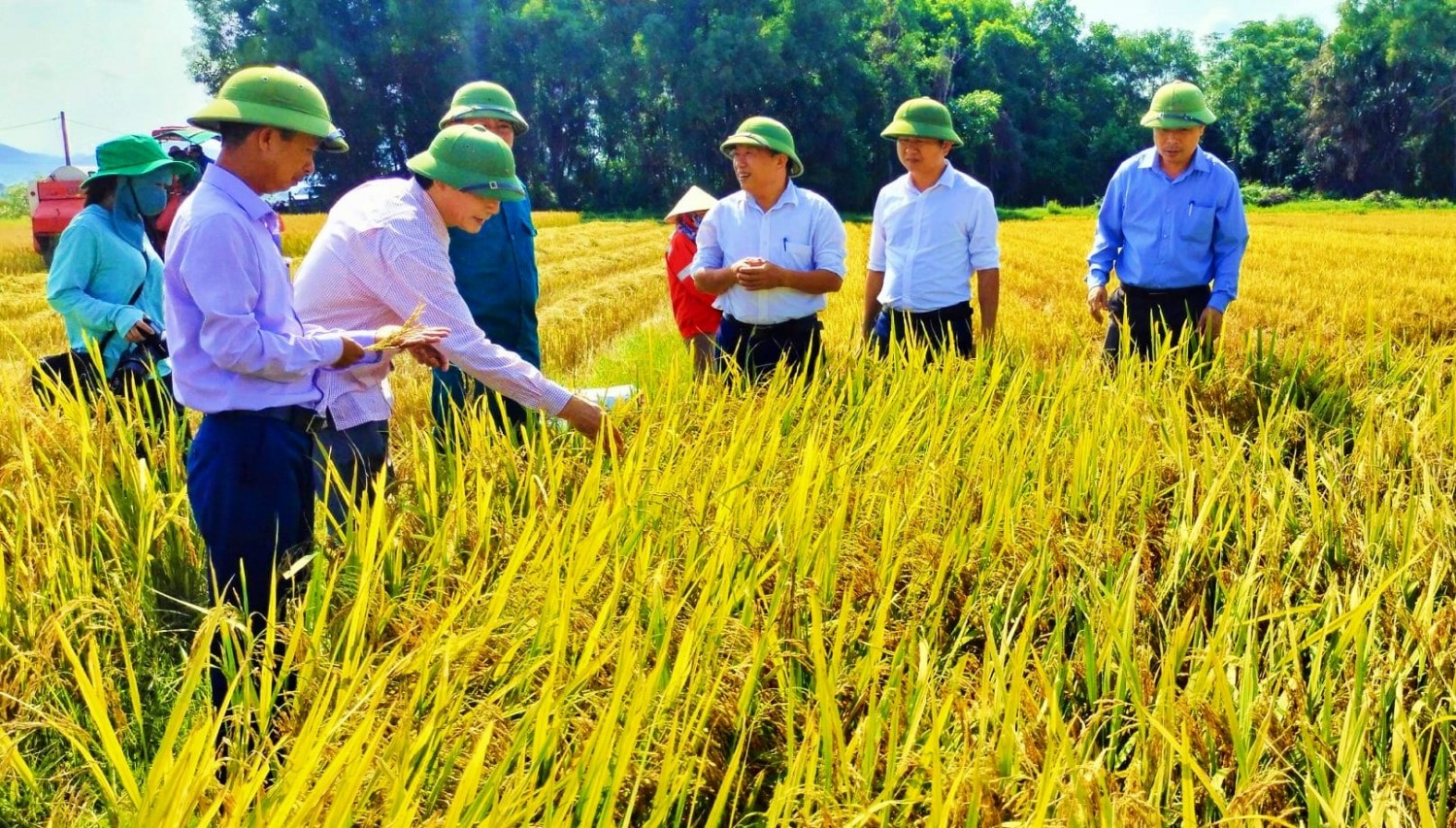 Giám đốc Sở Nông nghiệp và Phát triển nông thôn kiểm tra tiến độ thu hoạch lúa Hè thu tại xã Tân Lâm Hương
