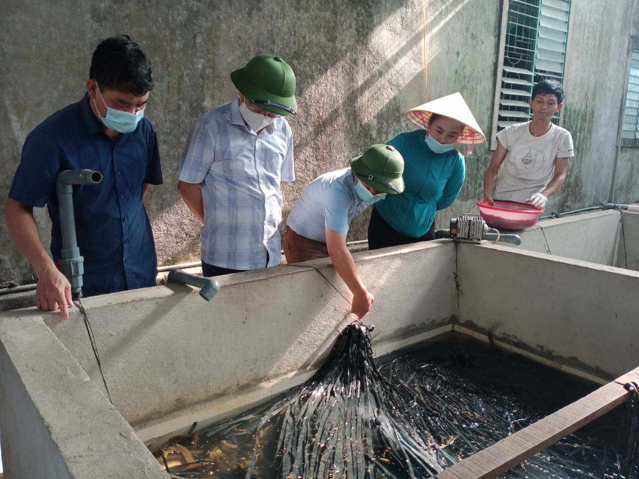 mô hình nuôi lươn không bùn của anh Trần Văn Thăng, CH Thôn Chùa, xã Thuận Lộc (1)