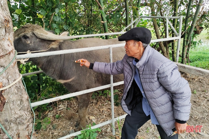 Cán bộ thú y xã Thịnh Lộc thực hiện tiêm phòng cho đàn trâu, bò trên địa bàn.