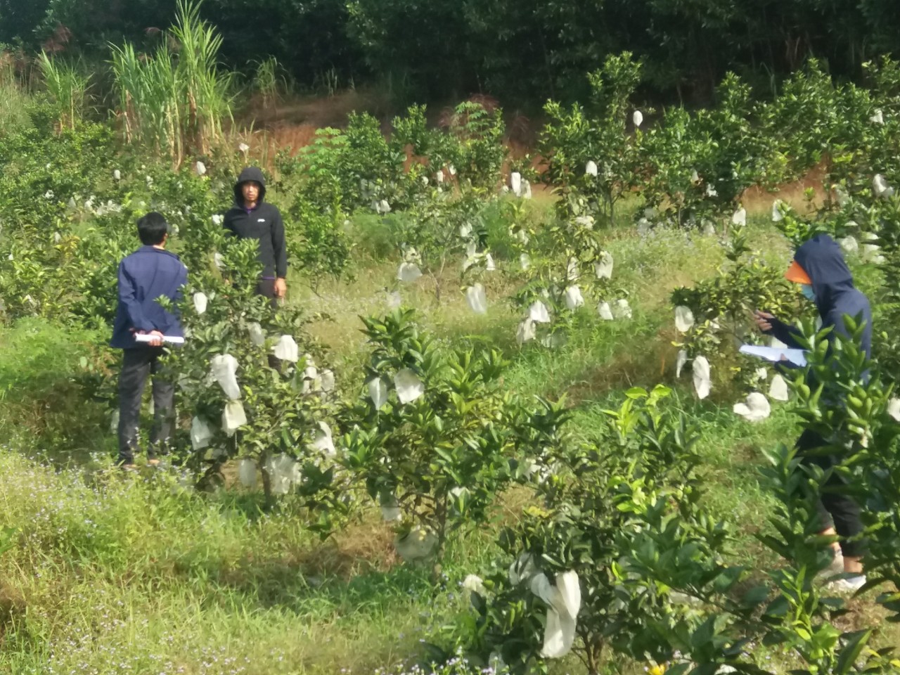 Hội Nông dân huyện Vũ Quang phối hợp khảo sát, đánh giá thực trạng xây dựng quy trình chuyển đổi sản xuất trên cây cam