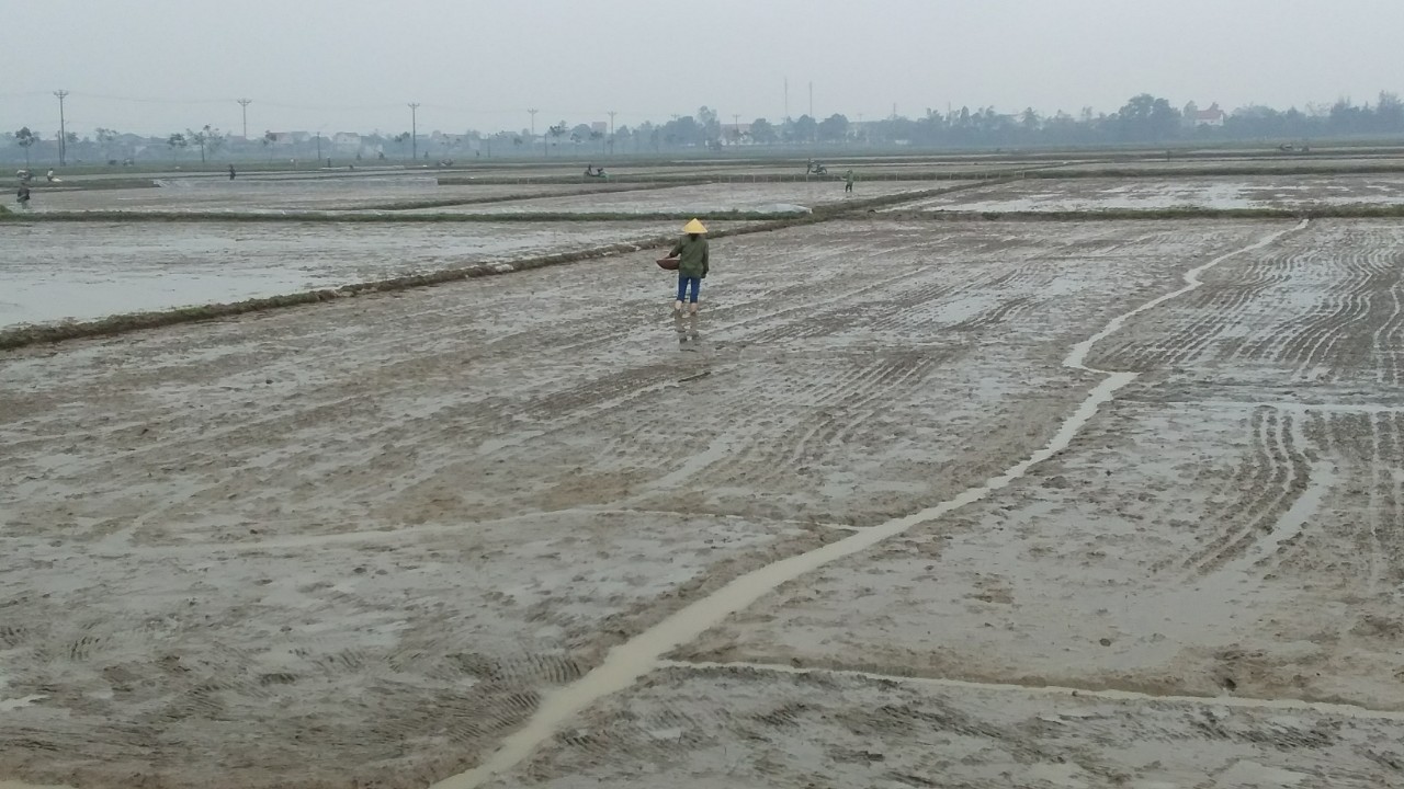 Ảnh Nông dân xã Thuần Thiện, huyện Can Lộc gieo cấy lúa vụ Xuân 2