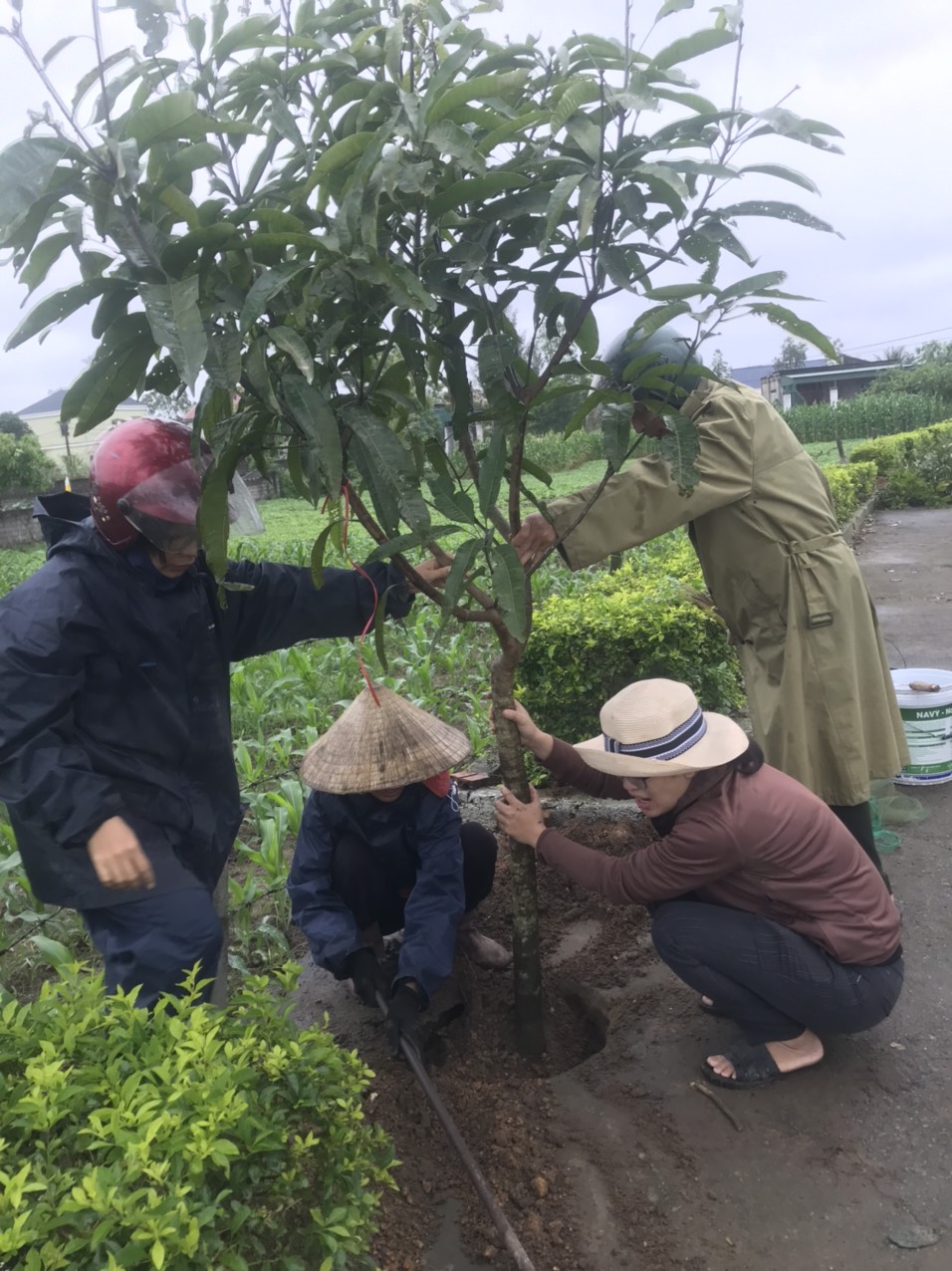 Hình ảnh Ban Chấp hành Hội Nông dân xã lao động trồng cây hỗ trợ thôn Trường Hải