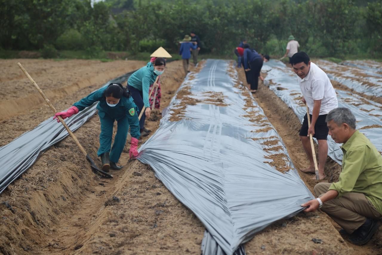 Hội Nông dân thị trấn Cẩm Xuyên xây dựng mô hình trồng sâm Bố Chính