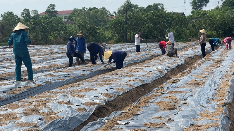 Hội Nông dân thị trấn Cẩm Xuyên xây dựng mô hình trồng sâm Bố Chính