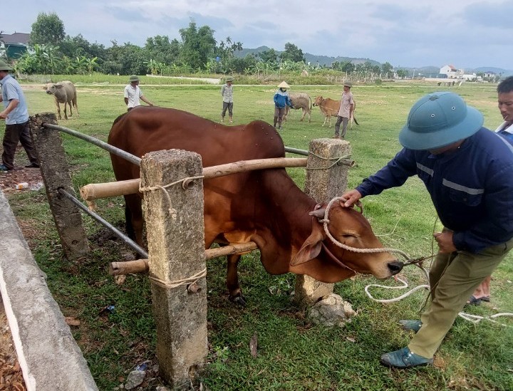 Hội Nông dân xã Phú Lộc phối hợp cùng Ban Chăn nuôi thú y xã tiêm phòng cho đàn gia súc