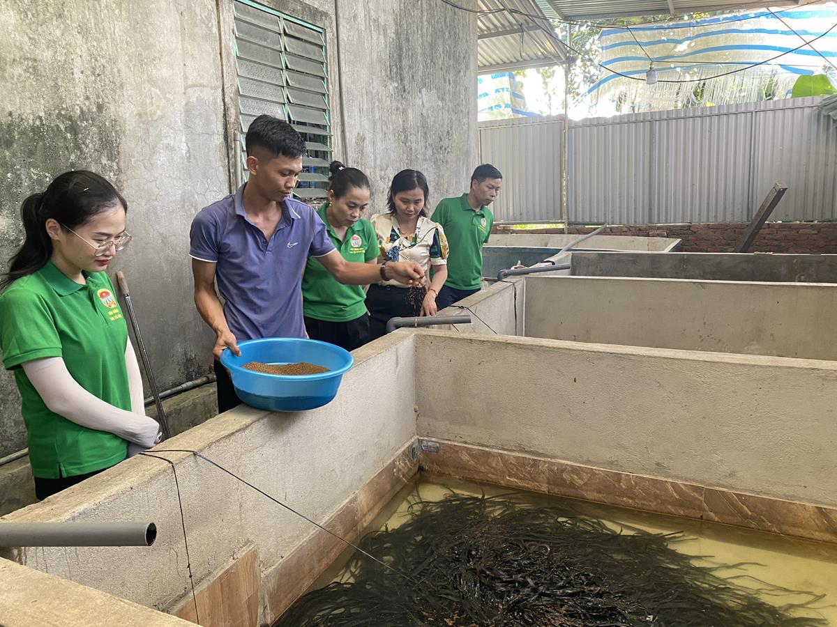 4 Mô hình nuôi lươn không bùn của anh Trần Văn Thăng , xã Thuận Lộc là một điển hình trong việc ứng dụng KHKT vào sản xuất chăn nuôi, đem lại hiệu quả kinh tế cao