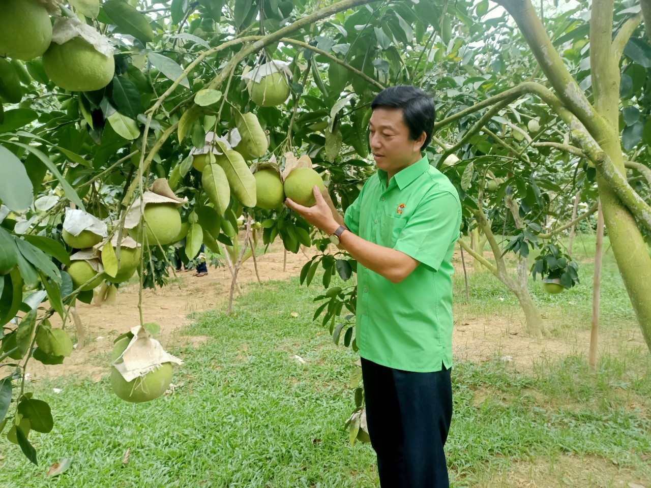 Đồng chí Đinh Công Tịu Chủ tịch HND huyện thăm, động viên các mô hình trồng Bưởi Phúc Trạch tại xã Hà Linh (1)