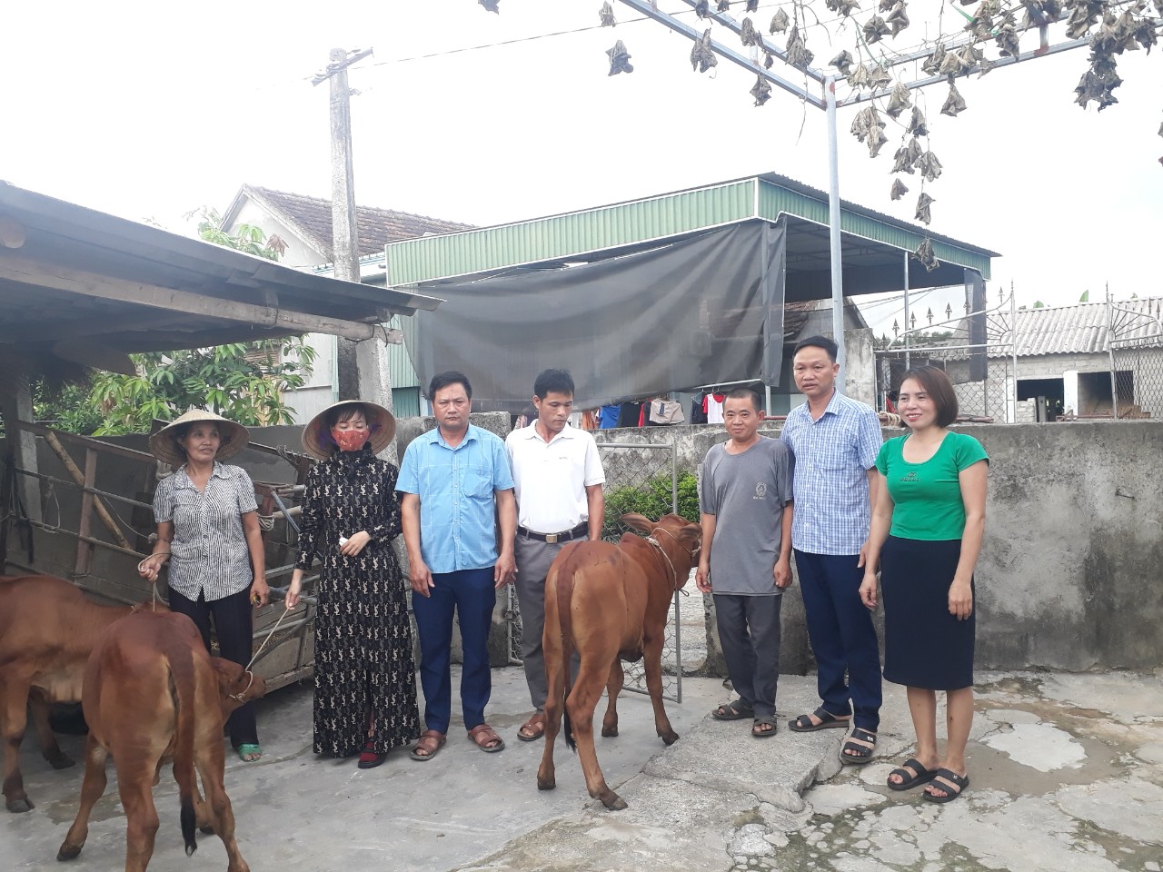 Hội Nông dân xã Gia Hanh phối hợp trao tặng bò cho hộ nghèo, hộ cận nghèo
