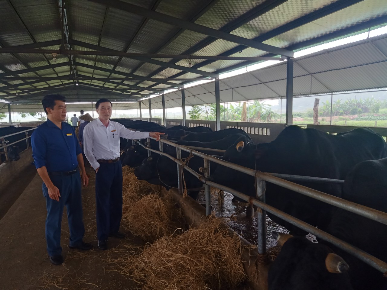 Đoàn giám sát kiểm tra mô hình chăn nuôi bò được hỗ trợ chính sách của Nghị quyết tại xã Thuận Lộc