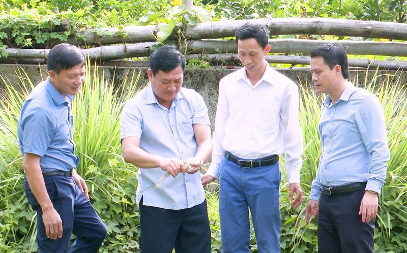 Hiệu quả mô hình nuôi ếch của anh Trần Quốc Trường thôn Thượng Tiến, xã Hòa Lạc, huyện Đức Thọ