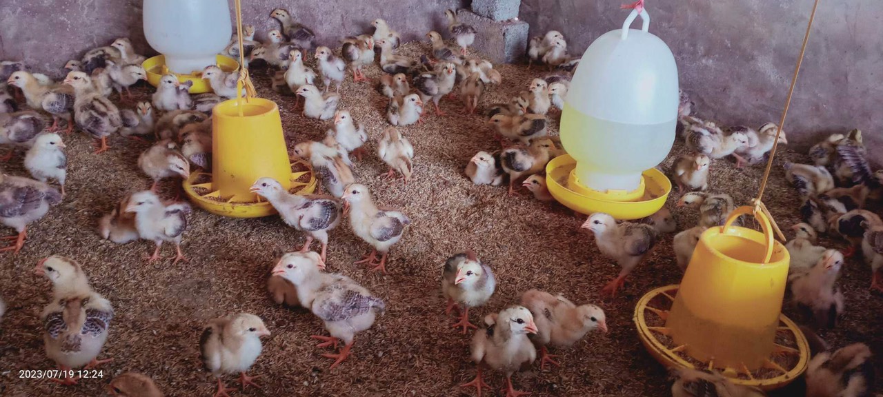 200 con gà giống được hộ gia đình anh Phan Ngọc Quỳnh mua chăn nuôi từ nguồn hỗ trợ do Hội Nông dân xã kết nối