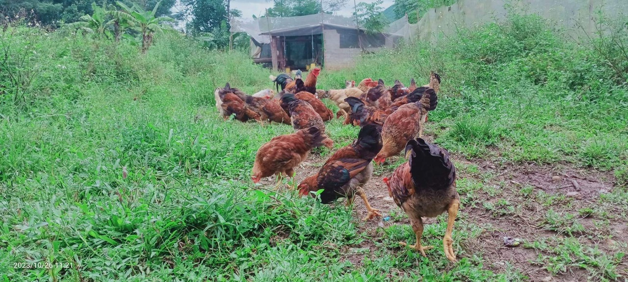 Đàn gà của hộ Phan Ngọc Quỳnh sau hơn 3 tháng chăn nuôi