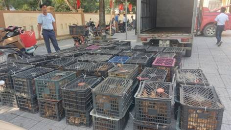 Gần 1.000 con gà giống và 1250 kg thức ăn được trao tặng cho các hộ dân theo chương trình giảm nghèo bền vững tại xã Yên Hồ