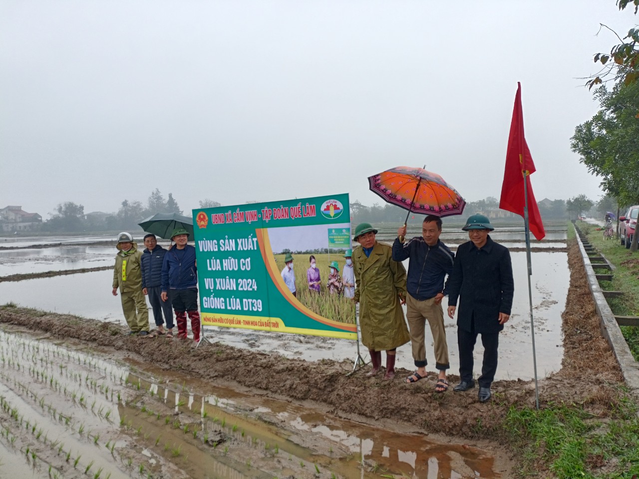 Hội Nông dân xã Cẩm Vịnh xây dựng mô hình sản xuất lúa hữu cơ DT39