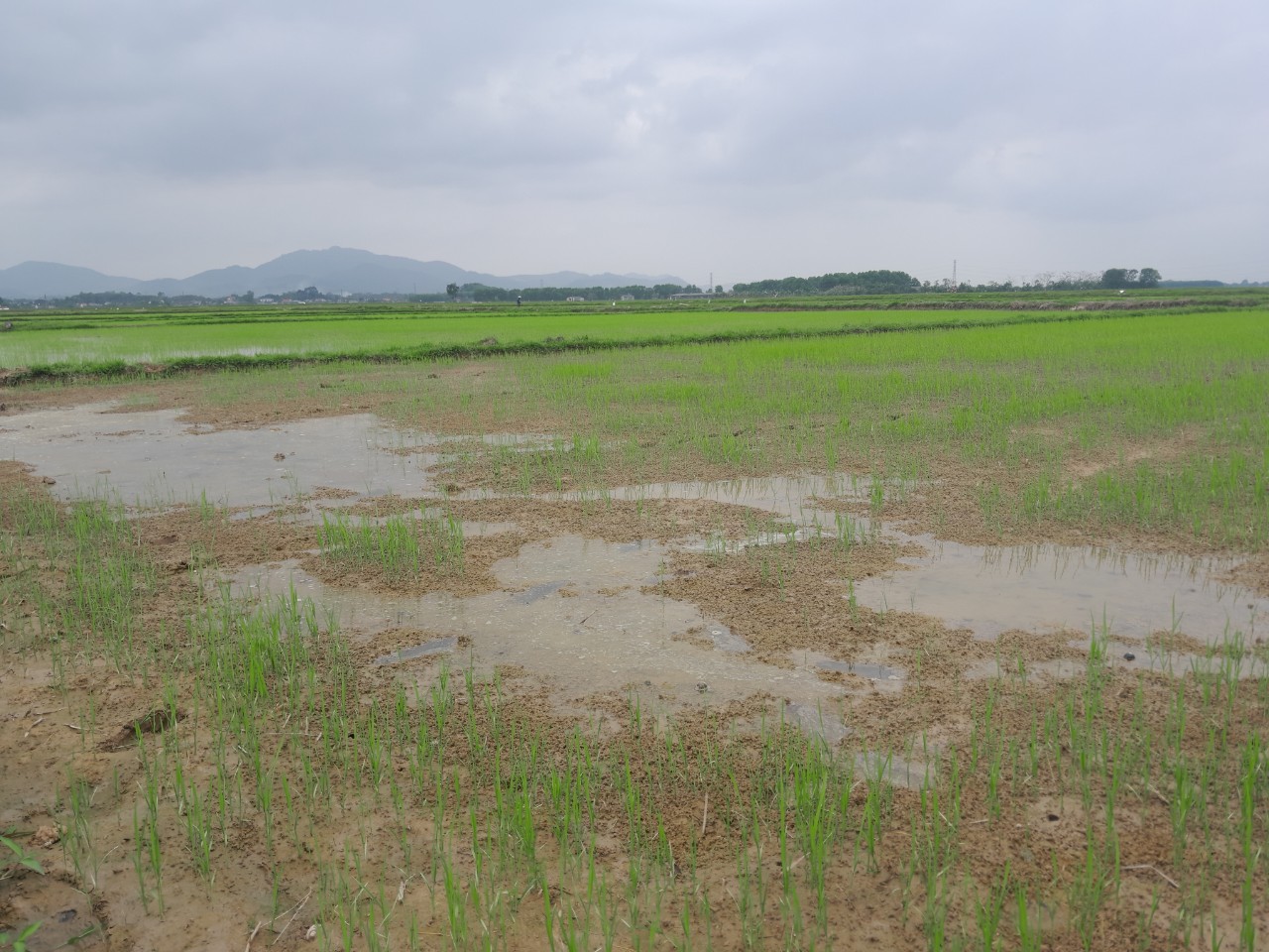 Bà con nông dân tập trung chăm sóc lúa vụ xuân trên các cánh đồng xã Cẩm Thạch