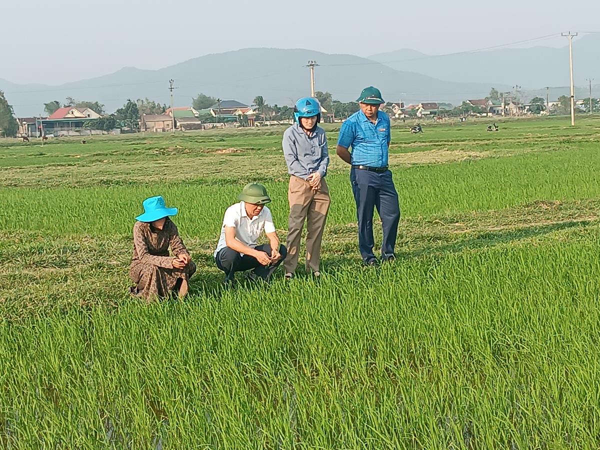Hội Nông dân xã Thuận Lộc cùng với UBND và Trung tâm UDKHKT và BVCTVN thị xã kiểm tra tại đồng ruộng