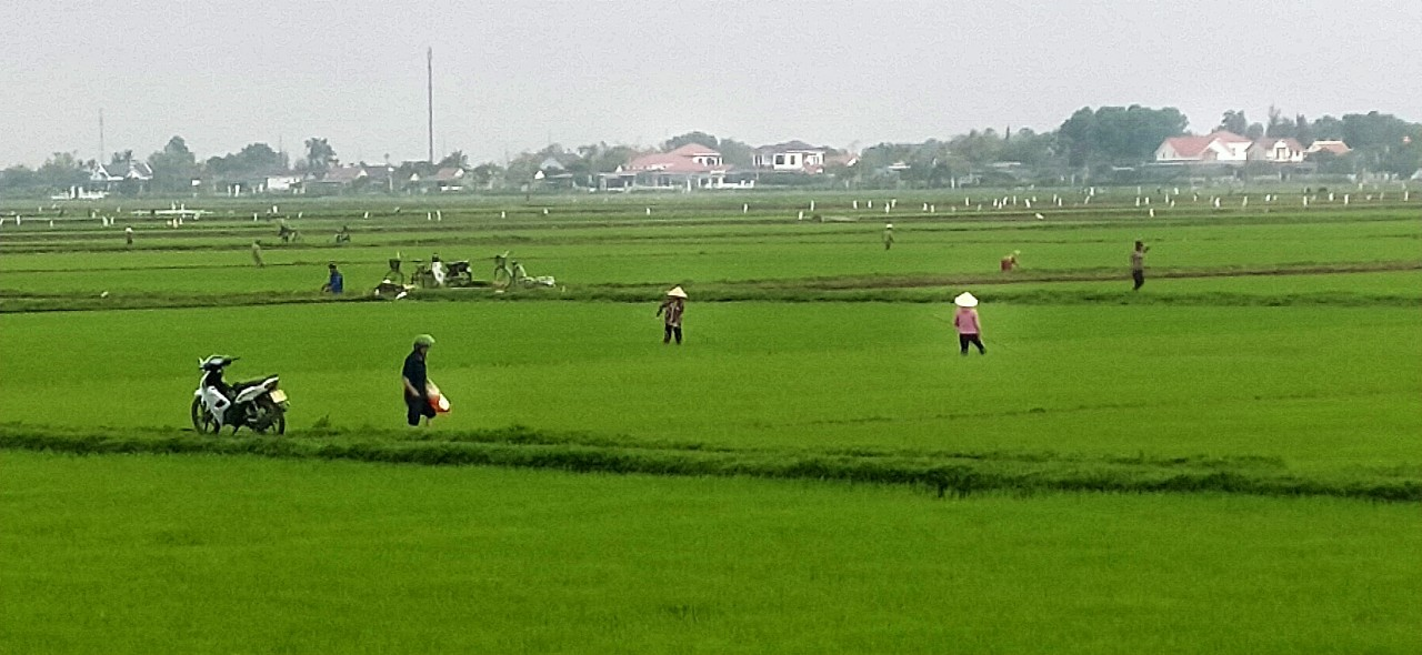 Hội viên nông dân xã Nam Phúc Thăng tập trung chăm sóc, dặm tỉa lúa vụ xuân năm 2024