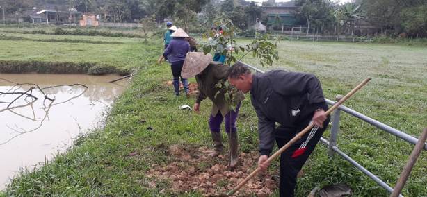 Hình ảnh: Chi hội Nông dân Thông Tự lao động trồng cây sao đen khu vực sân bóng đá thôn