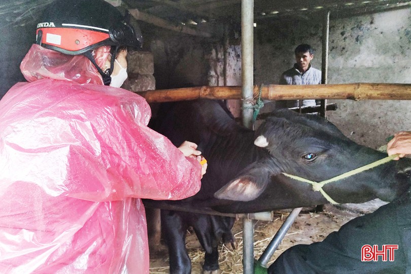 Ngay khi xuất hiện dịch bệnh viêm da nổi cục, xã Phù Lưu đã tiêm phòng đàn trâu bò.