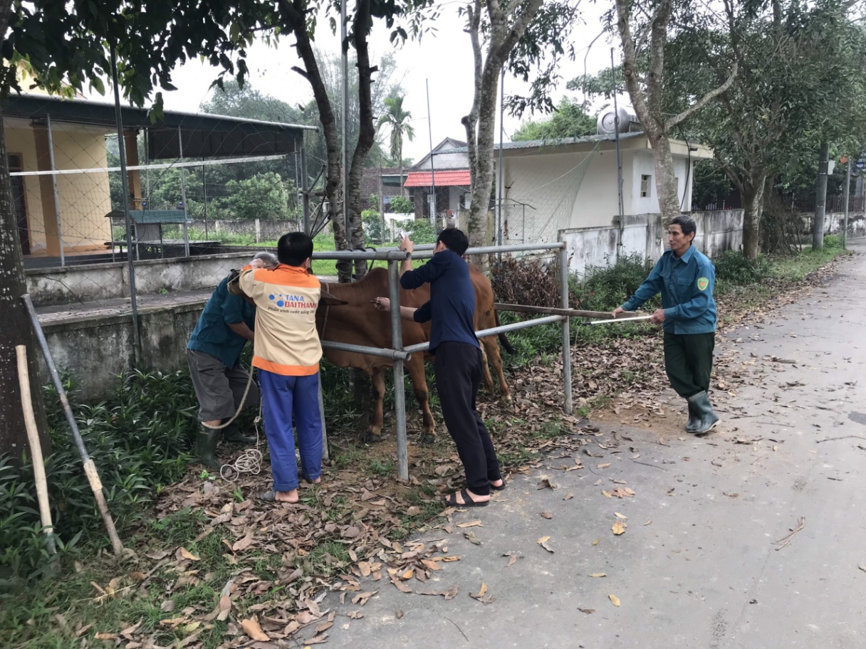 Hội Nông dân xã Yên Hồ phối hợp triển khai tiêm phòng dịch cho vật nuôi