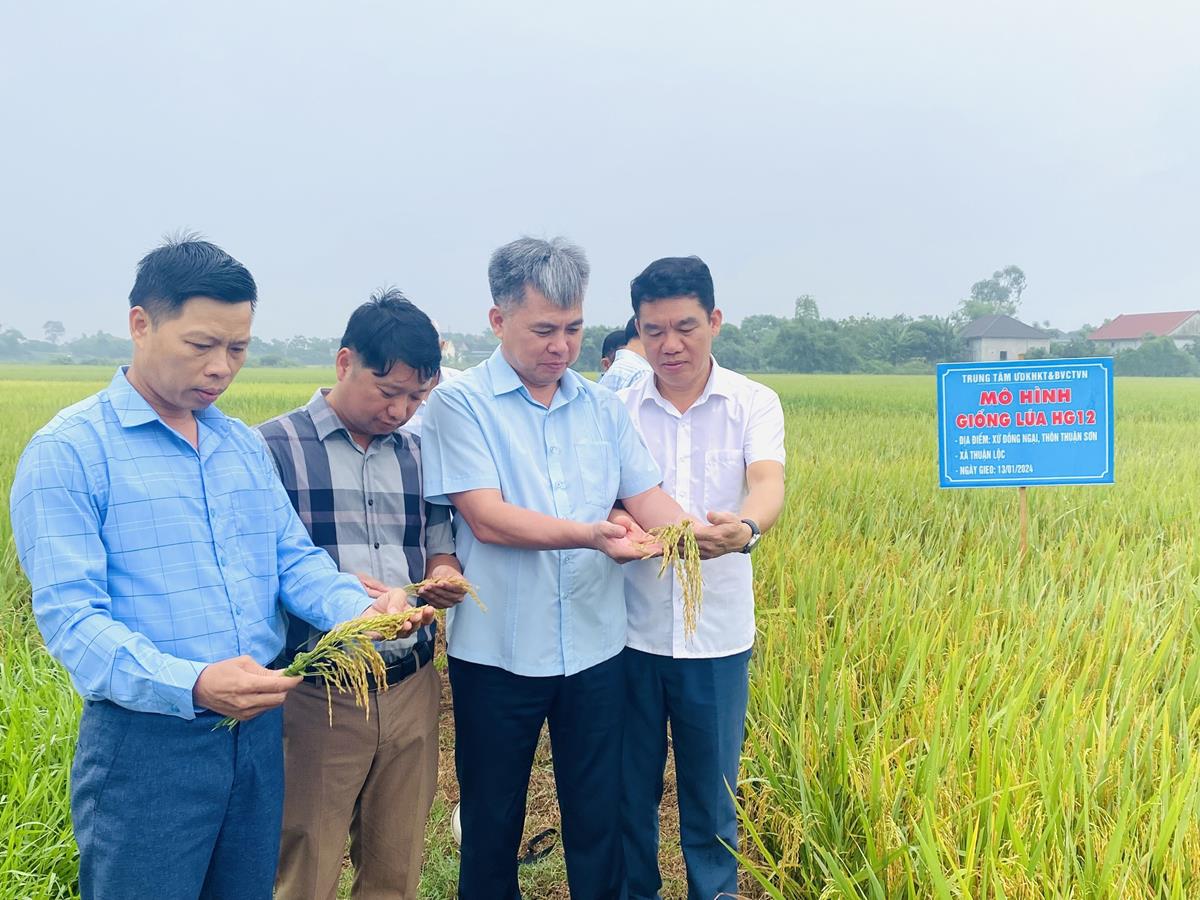 Các đại biểu tham quan mô hình sản xuất trình diễn giống lúa HG12 tại xứ đồng Ngại, thôn Thuận Sơn, xã Thuận Lộc - Nguồn ảnh: PV