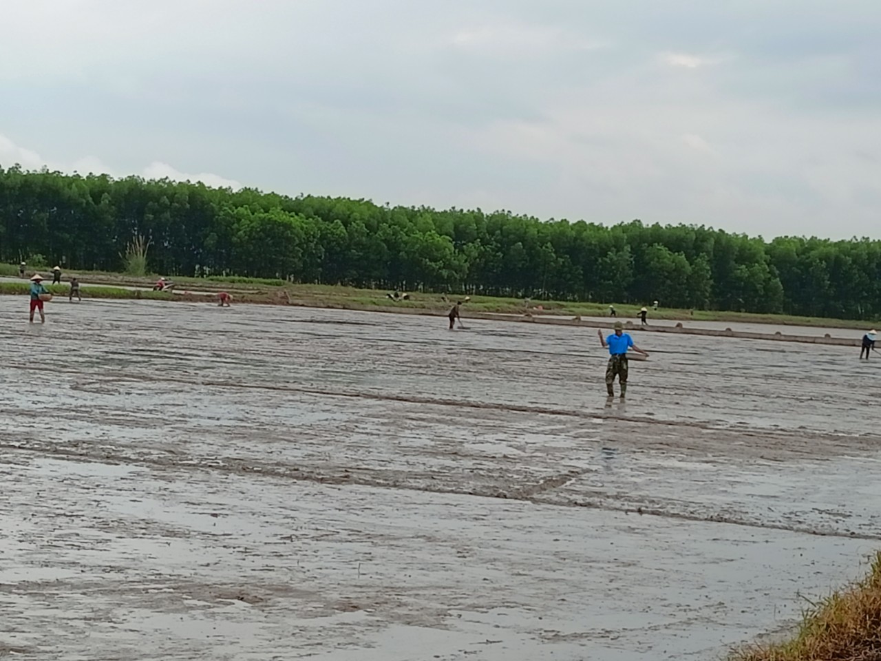 Nông dân Can Lộc sớm hoàn thành thu hoạch lúa xuân, xuống giống hè thu 2024