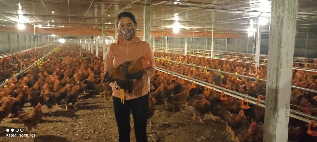 Mô hình chăn nuôi gà quy mô 14 000 con của hộ gia đình Lê Hữu Tâm thôn Tây Trà